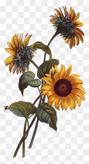 Common Sunflower Watercolor Painting Drawing Botanical - Sunflower Illustration