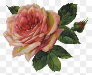 77,208 Pink Rose Stock Vector Illustration And Royalty - Vintage Flowers Png Transparent