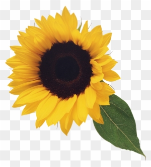 Sunflower Illustration Png Image - Sunflower Pngs
