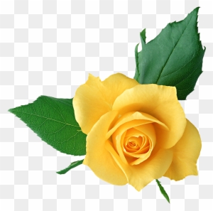 Yellow Rose Clip Art - Yellow Rose Full Hd