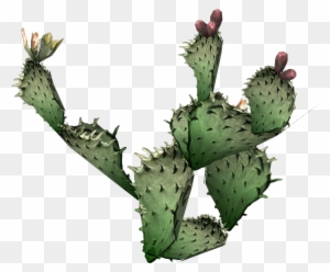Desert Clipart Prickly Pear Cactus - Real Prickly Pear Cactus Clipart