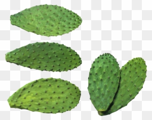 Cactus Png Image, Free Picture Cactus Download - All Type Cactus