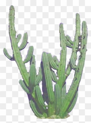 Cactus Clip Art Image - Transparent Tumblr Cactus
