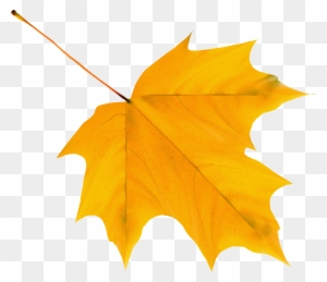 Foliage Clipart Yellow Leaf - Yellow Autumn Leaf Png