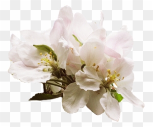 Apple Blossom Clipart Transparent Png Clipart Images Free Download Clipartmax