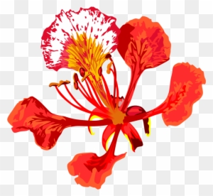 Poinciana Flower By Adamzt2 On Deviantart - Gulmohar Flower