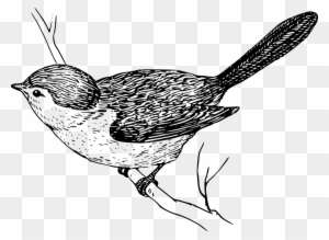 Png Image - Bird On Branch Drawing