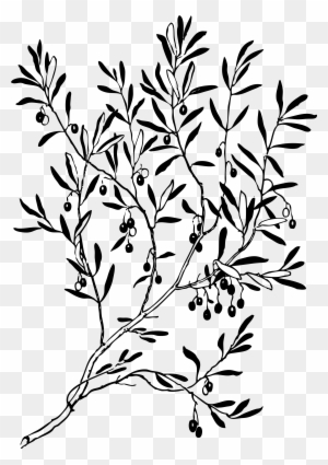 Olive Branch 1 Black White Line Art Coloring Book Clipart - Olive Tree Illustration Png