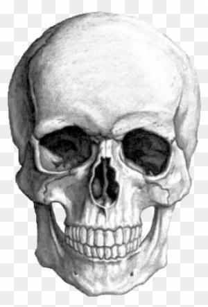 Photo Collection Transparent Skull Tumblr - Skull Drawing