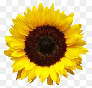 Sunflower Clipart Transparent Png Clipart Images Free Download Page 2 Clipartmax