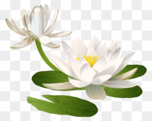 Water Lily Png Clip Art Image - Water Lily Flower Png
