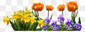 Spring, Tulips, Daffodils, Pansy, Easter, Nature - Tulips And Daffodils