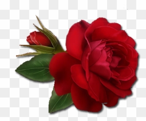 Download Single Red Rose Clipart Hq Png Image - Single Red Rose Png