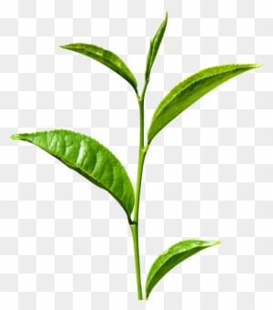 Tea Leaf Clipart Png - Definition Of A Stem
