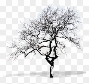 Snow Tree Branch - Winter Tree Png