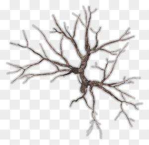 185k Tree Dead 2 - Dead Tree Top View Png