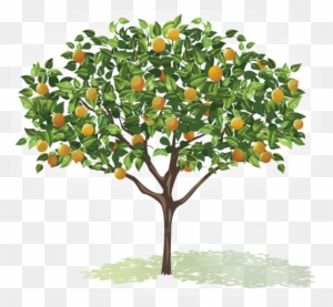 Fruit Tree Veggies Amp Fruits Pinterest Fruit Trees - Tree With Fruits Png