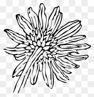 Black Back Outline Drawing Flower White Plant Sunflower