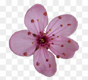 Cherry Blossom Flower Clipart - Cherry Blossom Single Flower
