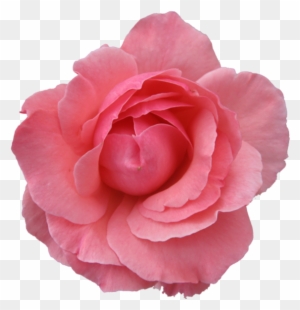Pink Rose Clipart Japanese Rose - Pink Flower Transparent Background