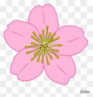 Spring Blossom Clip Art - Single Cherry Blossom Flower