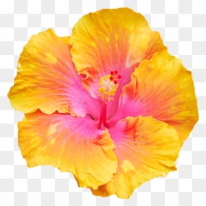 Flowers - Hawaiian Hibiscus