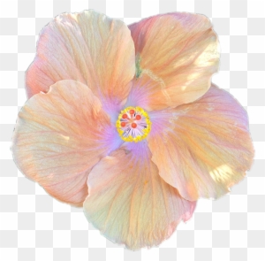 Hibiscus Flower Cartoon 19, Buy Clip Art - Hibiscus Flower Png Transparent Background