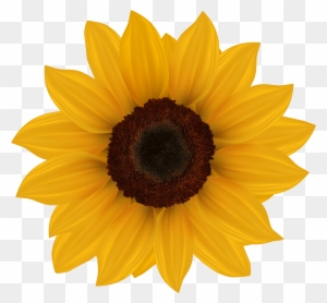 Download Sunflower Clipart Transparent Png Clipart Images Free Download Page 2 Clipartmax