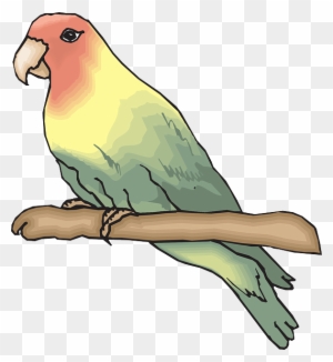 670 Koleksi Sketsa Gambar Burung Lovebird HD