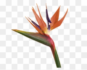 Birds Of Paradise Flowers Bird Of Paradise Flower Meaning - Bird Of Paradise Flower