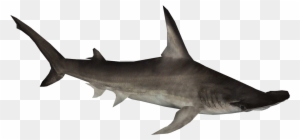 Hammerhead Shark Clipart - Hammerhead Shark Png