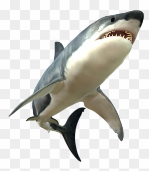 Shark Png Picture - Great White Shark Png