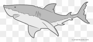 Grey Shark Animal Free Black White Clipart Images Clipartblack - Great White Shark Shower Curtain