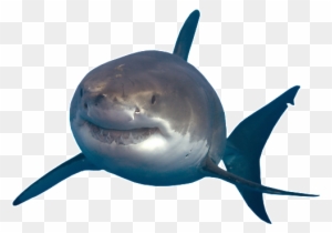 Shark Png Images Transparent Free Download Pngmart - Great White Shark Png