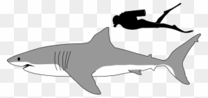 Shark Profile Drawing - Great White Shark Size