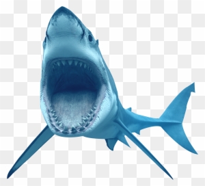 Animal Shark Transparent Image - Great White Shark Transparent Background