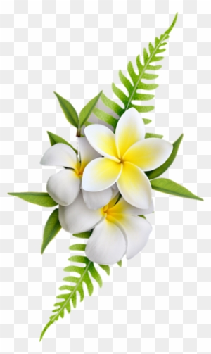 Lao's National Flower - Frangipani Transparent Background - Free