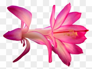 Pink Cartoon Flowers 19, - Cactus Flower Png