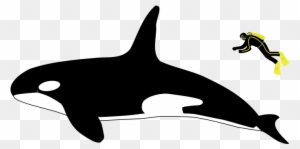 Killer Whale Clipart Kid - Killer Whale Vs Great White Shark Size