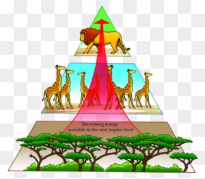 Studying Energy Pyramids - Pyramid Of Nature Balance