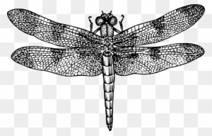 Dragonfly Insect Bug Fly Wings Png Image - Dragonfly Black And White