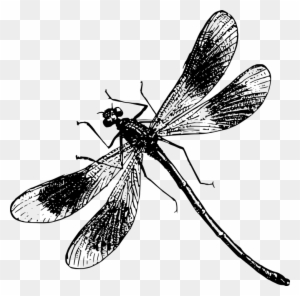 Dragon Fly Drawings - Black And White Dragonfly Png