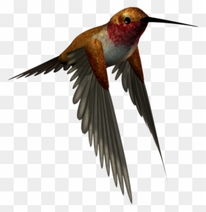 Hummingbird Clipart - High Resolution Png Images Free Download