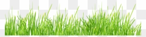 Grass Clipart Transparent Background - Green Grass Transparent