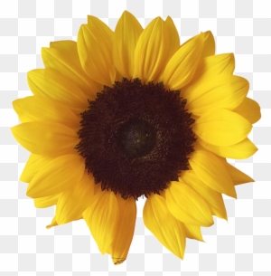 Free Free 227 Clipart Sunflower Png Transparent SVG PNG EPS DXF File