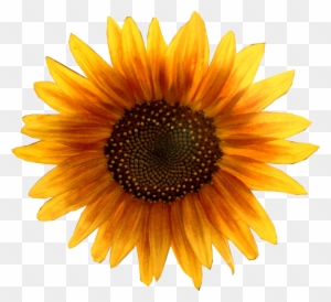 Free Icons Png - Sunflower Png