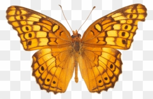 Yellow Butterfly Png Image - Butterfly Pics Free Download