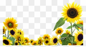 Sunflower Flower Free Png Transparent Images Free Download - Sunflower Desktop