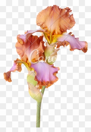 Stem With Two Multicolored Iris Flowers Isolated - Plant Stem