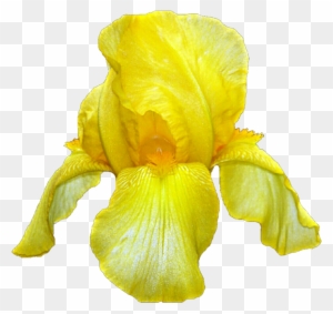 Yellow Iris By Jeanicebartzen27 On Deviantart - Yellow Iris Flower Transparent